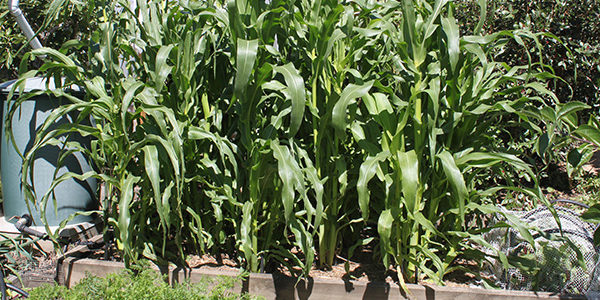 Growing Corn In Raised Beds