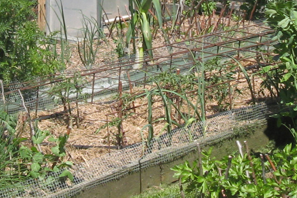 Growing Tomatoes On A Horizontal Trellis – Urban Food Garden