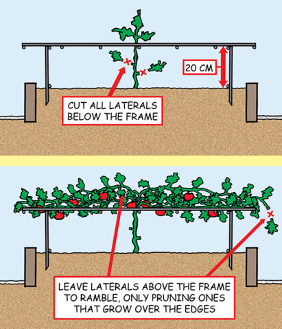 Growing Tomatoes On A Horizontal Trellis – Urban Food Garden